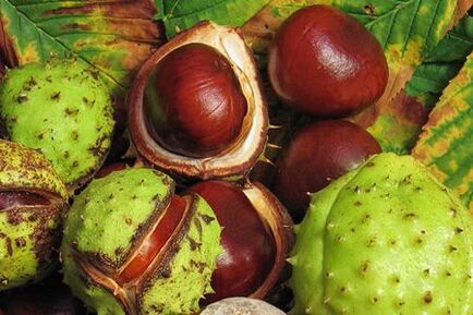 In the treatment of prostatitis, horse brown fruit is used