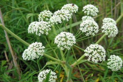 Plant Boligols is used in the treatment of prostatitis