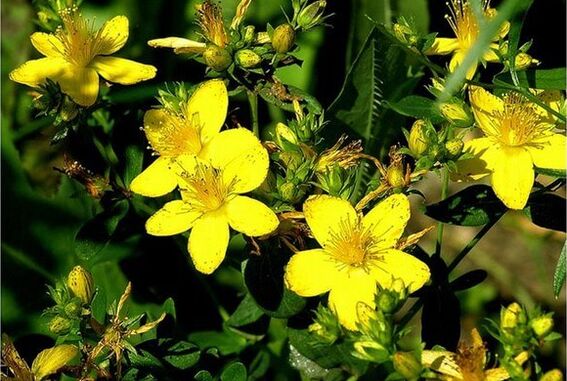 St. John's wort is a medicinal plant that helps to deal with prostatitis